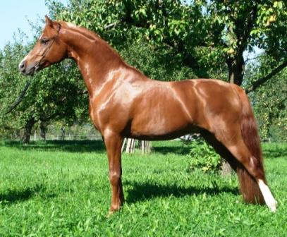 SRF Barolo